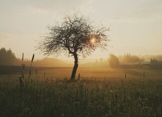 Dlaczego z rany sączy się wodą?